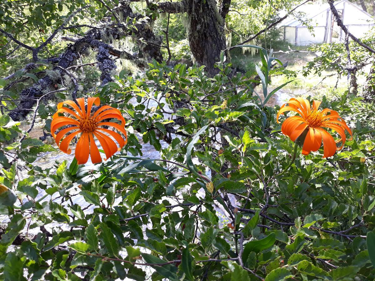 הוילה מלאלקהואלו Parque Amavida מראה חיצוני תמונה